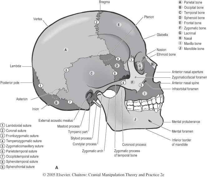 Research shows cranial osteopathic treatment influences cerebral circulation & enhances parasympathetic modulation.