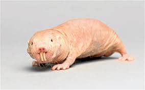 Fascial function, Cancer, and the Naked Mole Rat